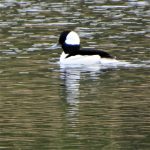 Bufflehead Duck on HWL Pond