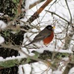 Spring Robin in Snowfall