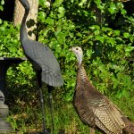 Wild Turkeys in HWL Woods (1)