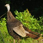 Wild Turkeys in HWL Woods (2)